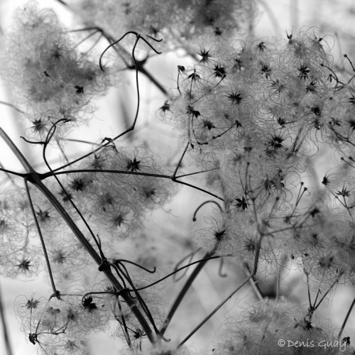 Photo 19-Clematites sauvages 1