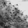 Photo 20-Clematites sauvages 7 